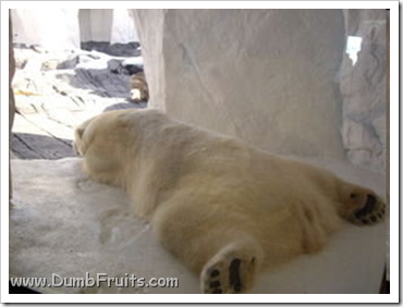 funny polar bears picture : asleep spleepy relax
