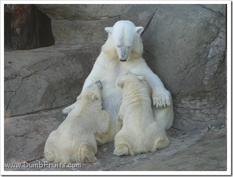 funny polar bears picture : love friendship tickling