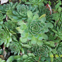 Hens and chicks