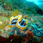 Nudibranch Chromodoris annae