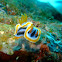 Nudibranch Chromodoris annae