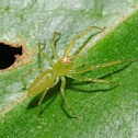 Magnolia green jumping spider (female)
