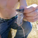 Deer Mouse