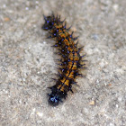 Checkerspot Caterpillar
