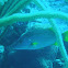 Schoolmaster snapper