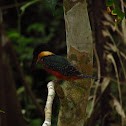 Green and rufous Kingfisher