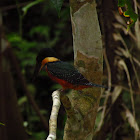 Green and rufous Kingfisher