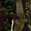 Green and rufous Kingfisher