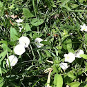 Hedge Bindweed