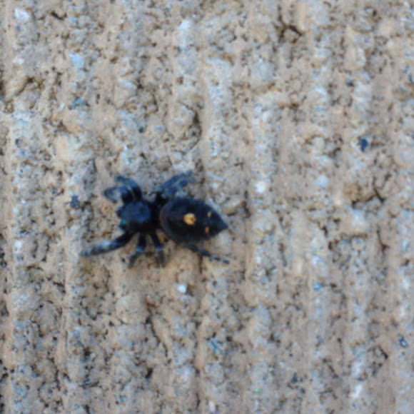 Spotting Image 1