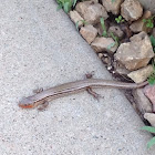 Prairie skink