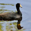 American Coot