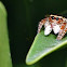 Jumping Spider