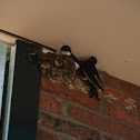 Common House Martin (Huiszwaluw)