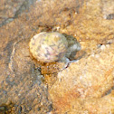 Top Snail