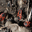 Fire Bug - Ruměnice pospolná