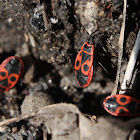 Fire Bug - Ruměnice pospolná