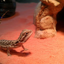 Bearded Dragon