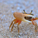 Fidler Crab