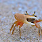Fidler Crab