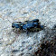 Pygmy Mole Cricket