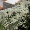 White Bougainvillea