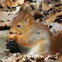Eurasian red squirrel