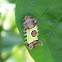 Saddleback moth caterpillar
