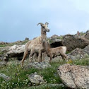 Bighorn Sheep
