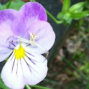 White banded crab spider