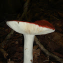mushroom