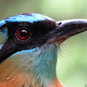 Blue-crowned Motmot
