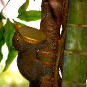 eastern fox squirrel