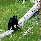 Black Bear
