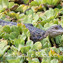 American Alligator