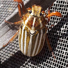 Ten-lined June Beetle