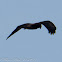 Marsh Harrier, Aguilucho Lagunero