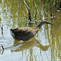 Virginia Rail