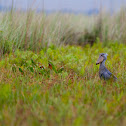 Shoebill