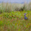 Shoebill