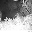 Raccoon
