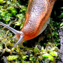 Slug