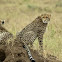 Cheetah