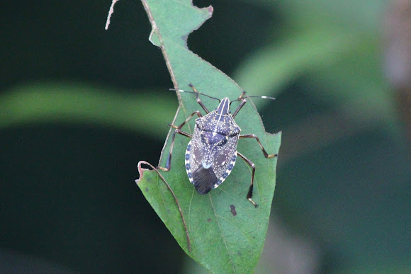 Spotting Image 1