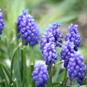 Grape Hyacinth