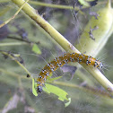 Genista Broom Moth