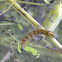 Genista Broom Moth