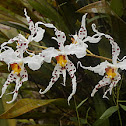 Wavy Odontoglossum