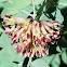 Spreading dogbane