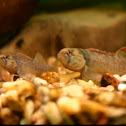 Redfin darter
